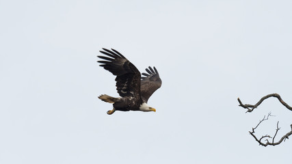 Obraz premium An American Bald Eagle in flight against a white sky.
