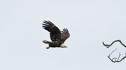 An American Bald Eagle in flight against a white sky.