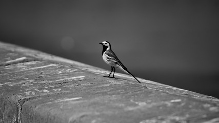 Portrait Of A Bird Sitting On A Concrete Fence On The Background Of The River