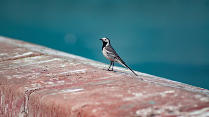 Portrait Of A Bird Sitting On A Concrete Fence On The Background Of The River