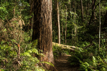 Australian Jungle Path - 2