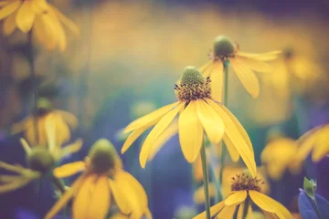 Foto op Canvas Yellow camomiles chrysanthemum flower close up © Stella Kou