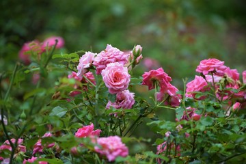 pink flowers in garden