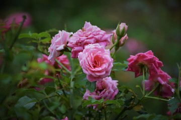 pink roses in the garden