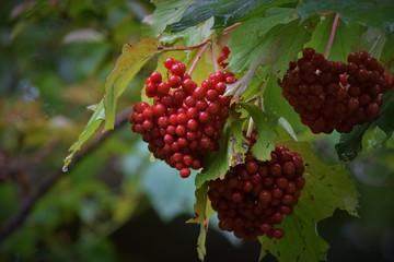 red berries on a branch
