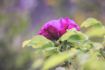 Magenta reship flower close up