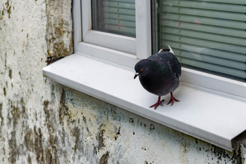 A lone pigeon sits on slope outside window of an old prefabricated house. Concept. Side view.