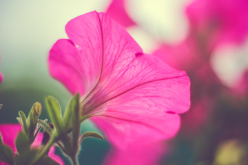 Fototapeta na wymiar Pink petunia flower close up