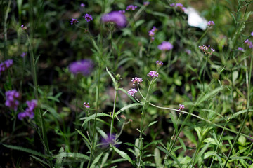 Obraz premium verbena violeta