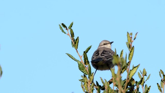 Perched mocking bird in calabasas california