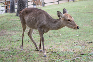 奈良公園　鹿