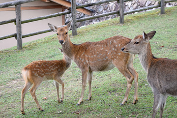奈良公園　鹿