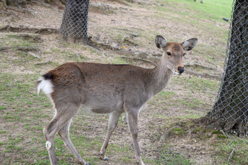 奈良公園　鹿