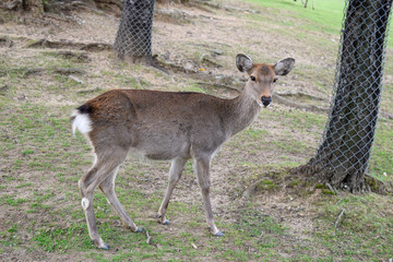 Obraz na płótnie Canvas 奈良公園　鹿