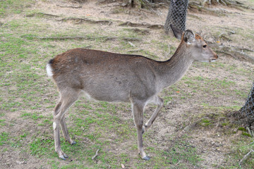 奈良公園　鹿