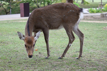 奈良公園　鹿
