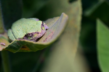 Hyla chrysoscelis