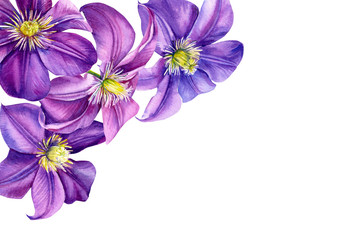 beautifulbeautiful flowers, purple clematis on a white background, watercolor illustration flowers, set purple clematis on a white background, watercolor illustration, flora design, botanical painting