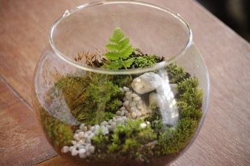 Decorative mini garden in glass pot. Miniature terrarium. Macroshot.