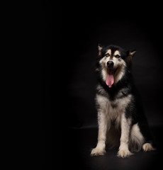 Alaskan malamute dog look at camera with black background, copy space. Cute dog sitting on floor. Alaska dog obey owner, motionless in studio room. Use for advertising. Adorable doggy stick tongue out