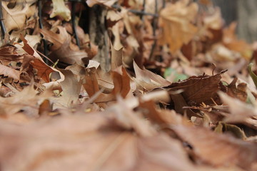 Ground covered with dry leaves. Fall. Background. Golden leaves. Maple leaves.