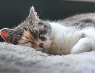 cat resting after a day of mousing