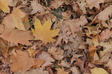 Ground covered with dry leaves. Fall. Background. Golden leaves. Maple leaves.