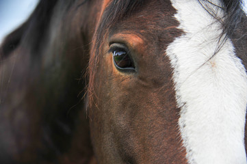 Portrait close up of a Clydesdale Horse