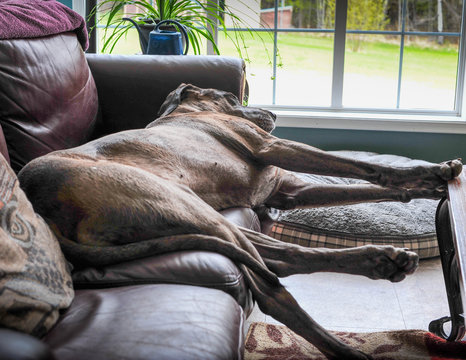 Great Dane stretching out for a nap