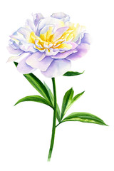 peonies peony on white background, watercolor illustration, botanical painting