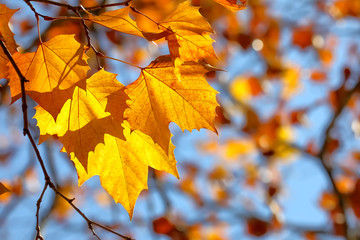 プラタナスの黄葉