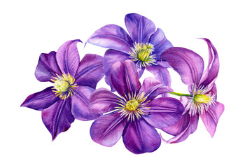 beautiful flowers, purple clematis on a white background, watercolor illustration, flora design, botanical painting