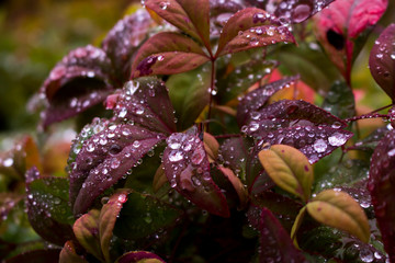 Water Droplets on Plant