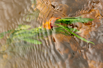 autumn leaves in water