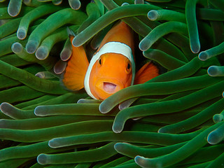 Closeup and macro shot of the Western Clownfish or Anemonefish during a leisure dive in Tunku Abdul...
