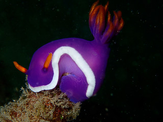 Closeup and macro shot of the nudibranch Hypselodoris variobranchia during a leisure dive in Mabul...