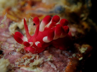 Closeup and macro shot of nudibranch Okenia nakamotoensis during a leisure dive in Mabul Island, Semporna, Tawau, Sabah. Malaysia, Borneo. The Land Below The Wind.