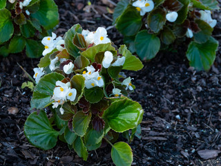 Begonia yellow and white just planted in boxes on the balcony