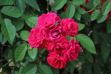 beautiful spring flowers 