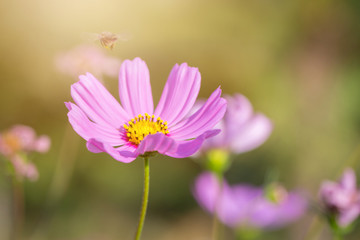 Colorful Pink and red cosmos flowers in the garden