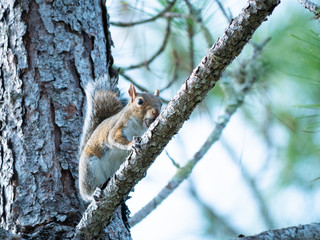 A cute squirrel is eating nut