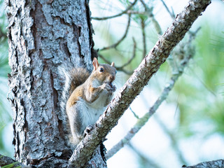 A cute squirrel is eating nut