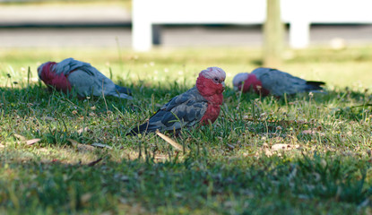 Australian Galah parrot cockatoo birds standing on green grass