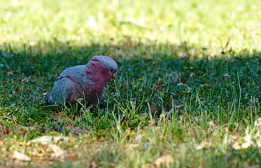 Australian Galah parrot cockatoo bird standing on green grass