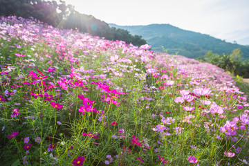 Colorful Pink and red cosmos flowers with blue sky