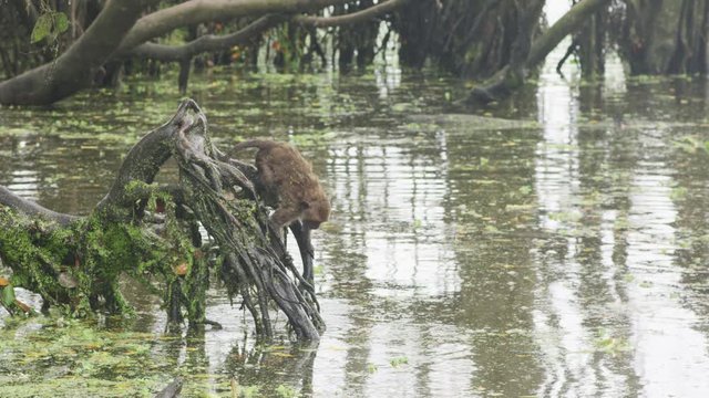 monkey look for food in the lake