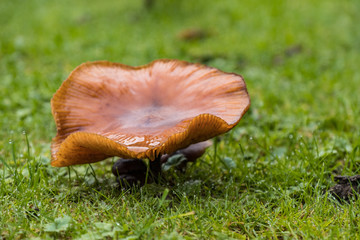 close up of one big brown mushroom grown on green grass field close to the ground after the rain in the morning 
