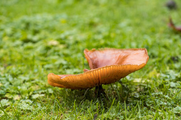 close up of one big brown mushroom grown on green grass field close to the ground after the rain in the morning 