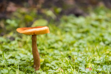 close up of one brown mushroom behind bushes on green grass field after the rain in the morning 