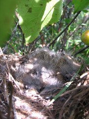 fluffy Chicks birds in a nest in the branches of a tree hatched